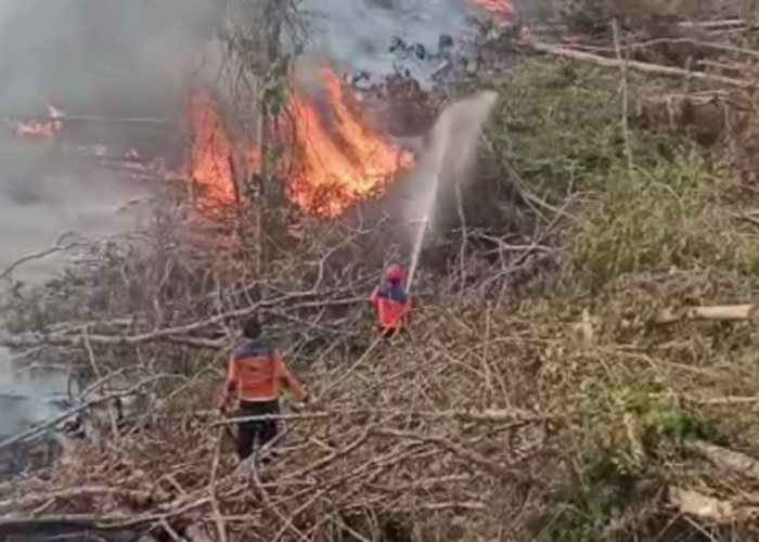 Dua Hektare Lahan di Batang Hari Terbakar, Petugas Berjibaku Selama 4 Jam