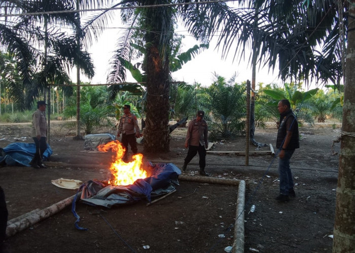 Polsek Muara Sabak Timur Sikat Arena Sabung Ayam, Lokasi Langsung Dibongkar