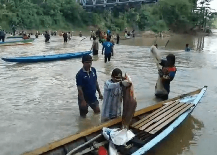 Setelah 8 Tahun Dilarang, Tradisi Lubuk Larangan Sungai Jujuhan Dibuka Untuk Warga 