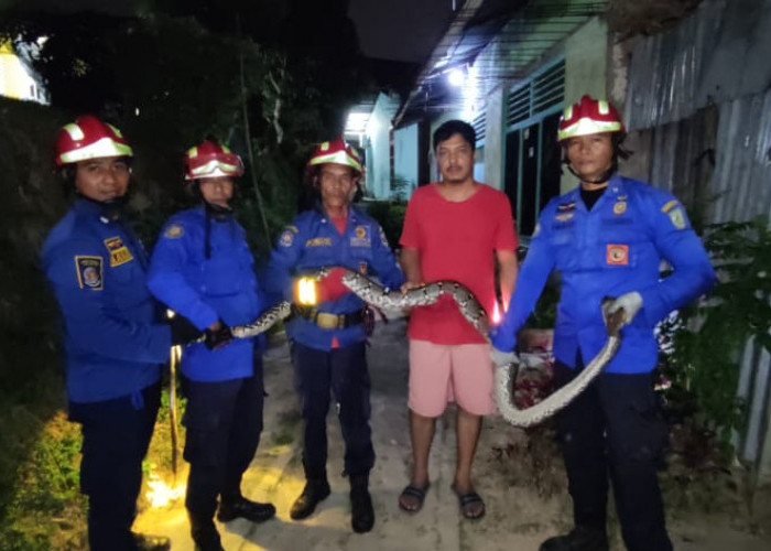 Lagi, Damkar Amakan Ular Sepanjang 3 Meter 