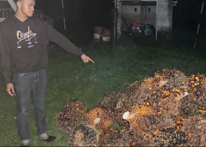  Kasus Pencurian : 45 Tandan Sawit Milik PT Citra Koprasindo Dicuri