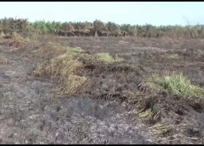 Kebakaran Lahan di Taman Rajo Berhasil Dipadamkan Dalam Waktu 11 Jam