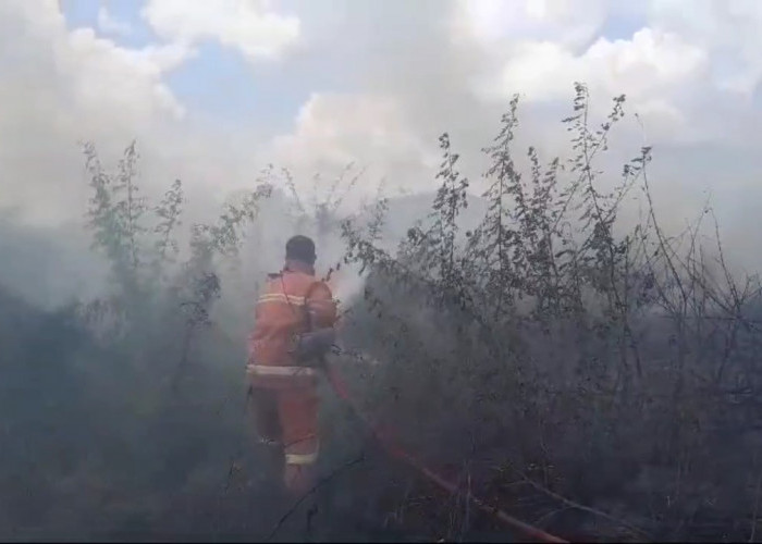 Lahan Kosong di Tanjung Sari Terbakar, Api Diduga Berasal Dari Puntung Rokok