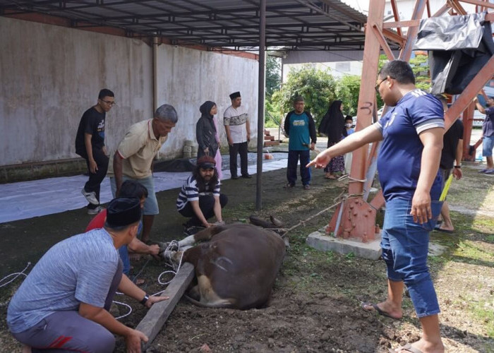 JambiTV Qurban 1 Sapi Untuk Dibagikan ke Karyawan dan Masyarakat Sekitar Perusahaan