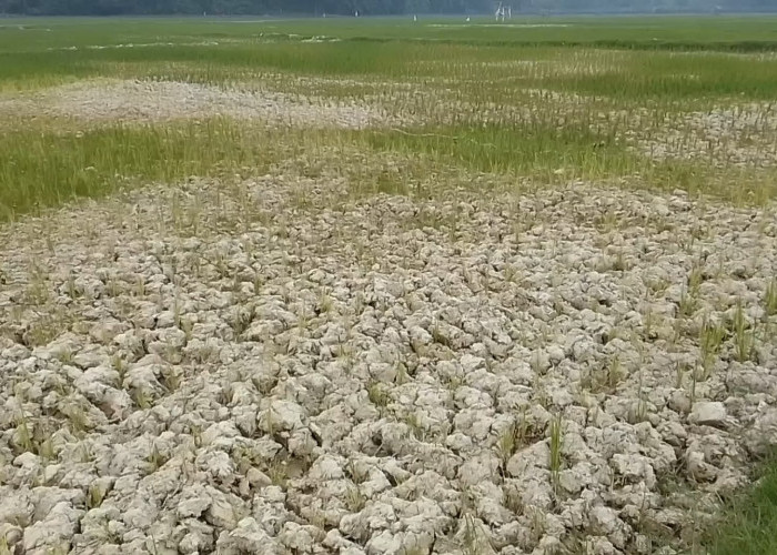 114 Hektar Sawah Padi di 2 Desa Tebo Gagal Panen Akibat Dampak El Nino
