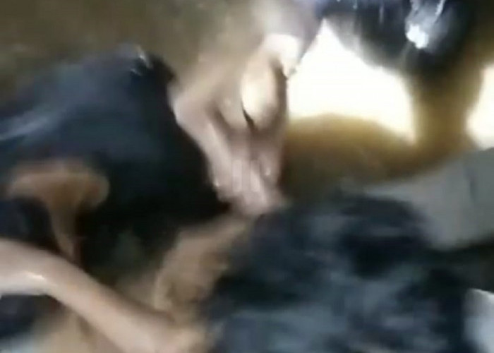 Sempat Dinyatakan Hilang Tenggelam Di Sungai Buntung, Fariz Ditemukan Meninggal Dunia