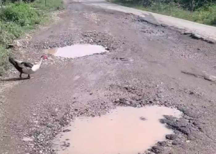 Jalan Betung- Pintas dan Padang Lamo Rusak Parah, Komisi III DPRD Tebo Minta PUPR Jambi Turun Langsung