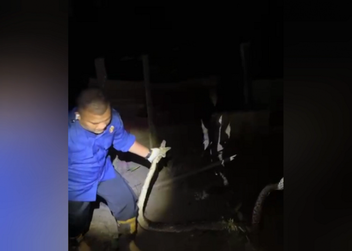 Aksi Dramatis! Ular Piton 3 Meter Masuk Kandang Ternak, Dievakuasi Tim Damkarmat Batang Hari
