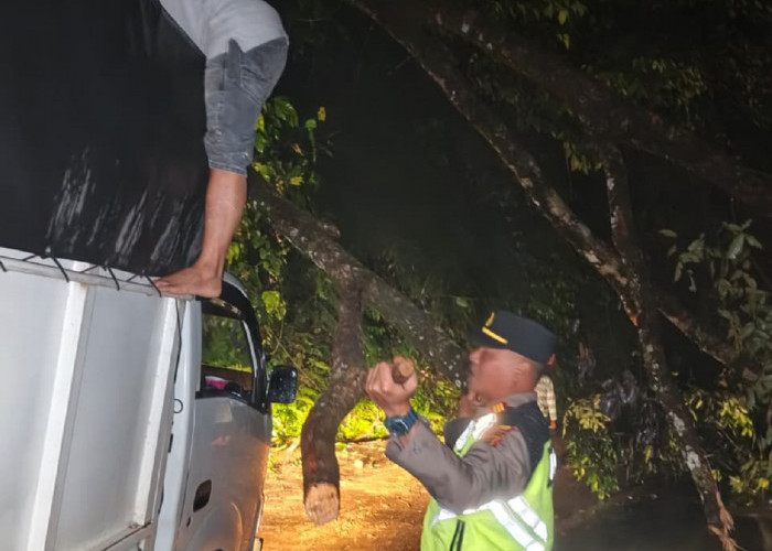 Longsor dan Pohon Tumbang di Jalur Sungai Penuh–Tapan, Akses Truk Masih Terhambat