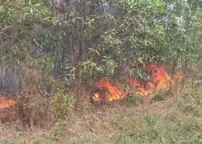 Kebakaran Lahan Hampir 1 Hektar Lahan Di Jelutung Terbakar Kota Jambi
