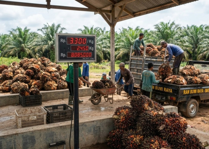 Harga TBS Sawit di Batang Hari Menguat, di Tingkat RAM Tembus Rp. 3.300 per Kilogram