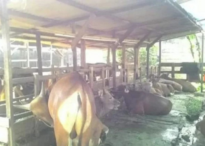 Cegah Zoonosis, Distan Kota Jambi Perketat Lalu Lintas Ternak