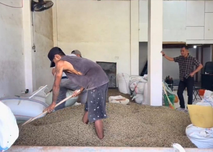 Harga Biji Kopi Kering Jenis Robusta Mengalami Penurunan Signifikan