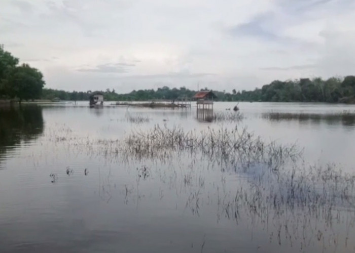 Dampak Bencana Banjir, 163 Hektar Tanaman Komoditi Pertanian di Tebo Puso