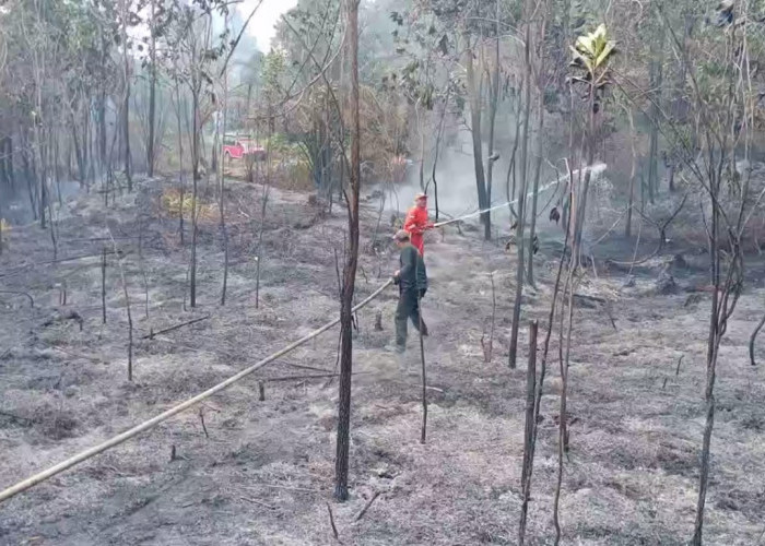 Dalam Sehari, Kebakaran Lahan Terjadi di Dua Desa di Kabupaten Batanghari 