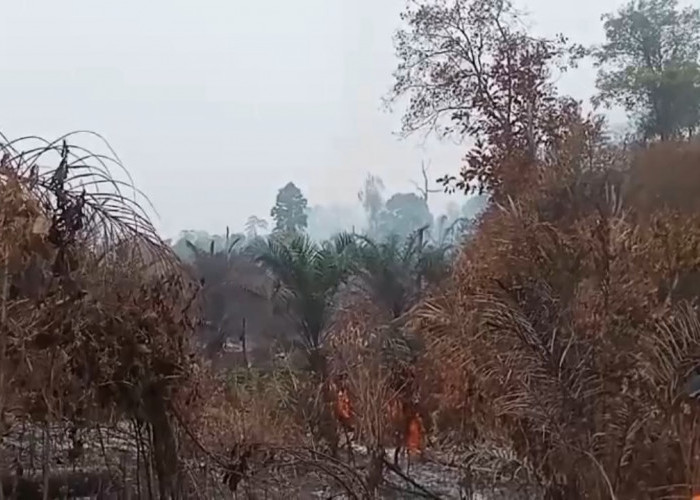 Karhutla Kembali Landa Tahura Batang Hari, Asap Masih Mengepul hingga Pagi