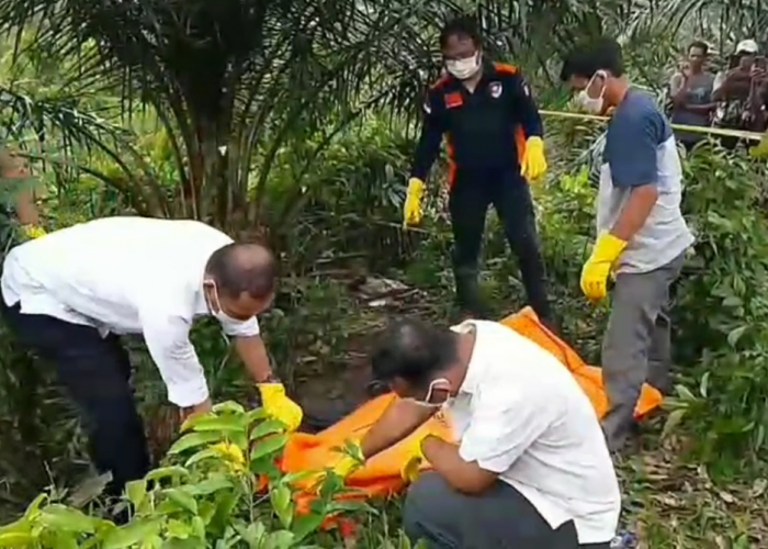 Mayat Seorang Pria Di Temukan Membusuk Di Kebun Sawit 