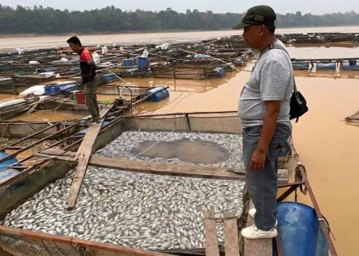 Ribuan Ikan Keramba di Batang Hari Mendadak Mati, Petani Rugi Puluhan Juta