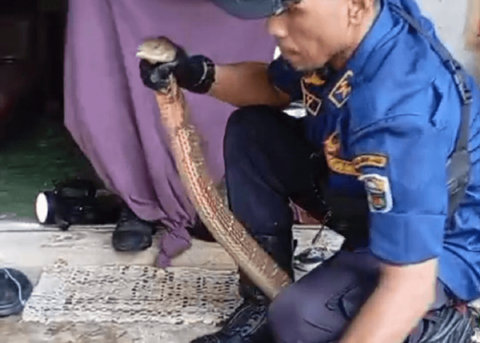 Masuk Permukiman Warga, King Kobra 3 Meter Dievakuasi Tim Damkar