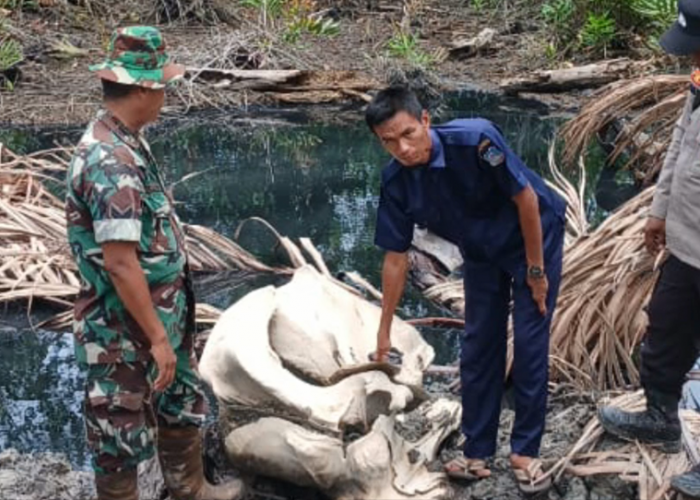 Penemuan tulang ukuran besar, heboh penemuan tulang berukuran besar di Tanjab Barat