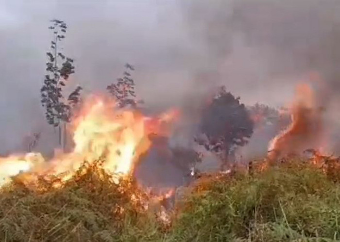 Luas Lahan Yang Terbakar di Batanghari Mencapai 687,01 Hektar