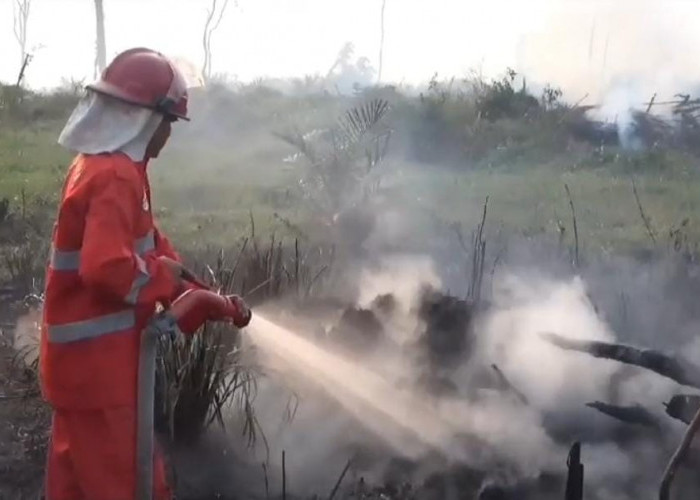 1 Hektar Lahan  Kelapa Sawit  Milik Warga di Mestong Hangus Terbakar 