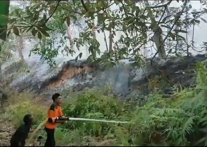 Kebun Karet di Belakang Kantor Desa Sungai Alai Terbakar