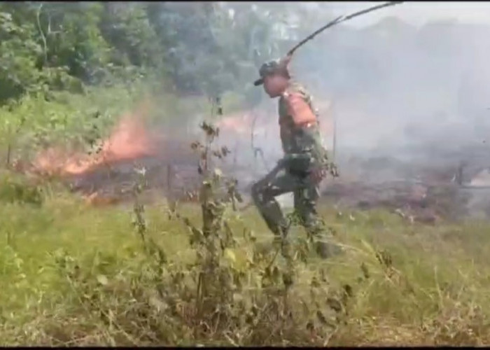 Lagi – Lagi Tumpukan Batu Bara Sebabkan 2,5 Hektar Lahan Kosong Terbakar 