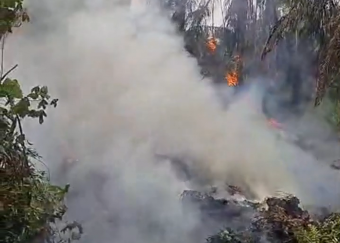 30 Hektare Lahan Sawit di Sarolangun Masih Terbakar, Petugas Berjibaku Padamkan Api 
