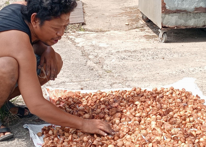 Harga Pinang di tanjabtimur Tembus Rp25 Ribu per Kilogram, Petani sumringah