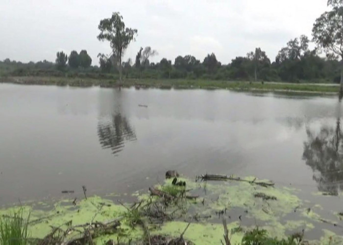 600 Hektar Lahan CSR di Batang Hari Terendam Banjir, Proses Tanam Padi Terhambat