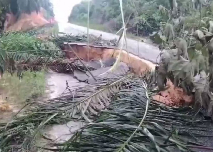 Diduga Dampak Galian Parit Gajah Perusahaan PTPN IV, Ruas Jalan Ness Batanghari Amblas