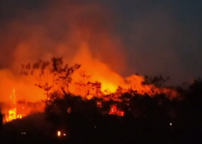 Kasus Karhutla Di Batanghari, 249 Hektar Lahan di 8 Kecamatan Hangus Terbakar