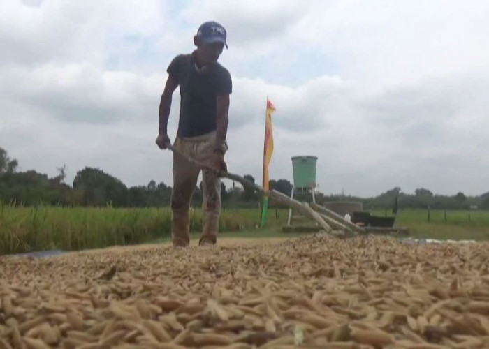 Pemkab Batanghari Alokasikan Anggaran Rp. 700 Juta Untuk Optimasi Lahan