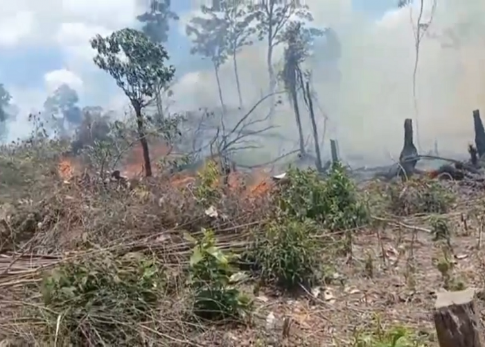  Kebun Sawit Seluas 3 Hektar Habis Dilahap oleh Si Jago Merah
