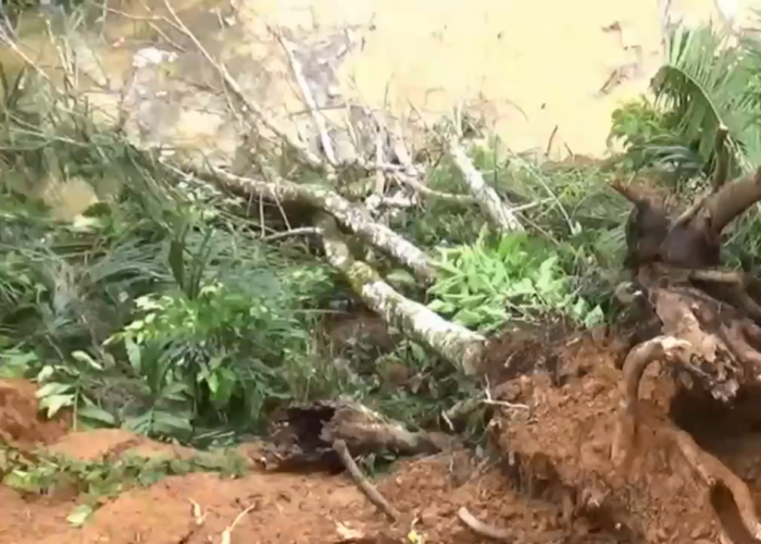  7 Kecamatan di Batang Hari Masuk Zona Rawan Longsor Akibat Abrasi Tebing Sungai