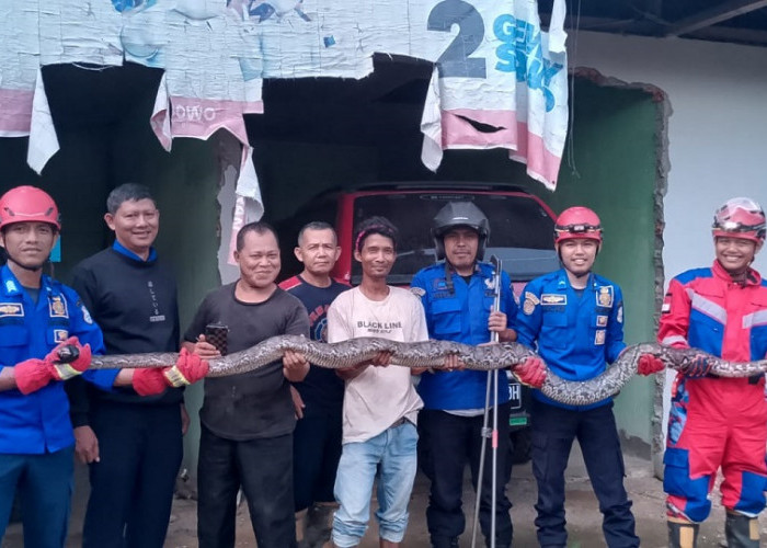 Masuk Area Kos, Ular Piton Sepanjang 4 Meter Bikin Panik Warga Talang Babat