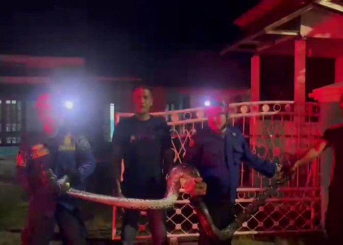 Petugas Damkar Batang Hari Tangkap Ular Piton di Depan Rumah Warga