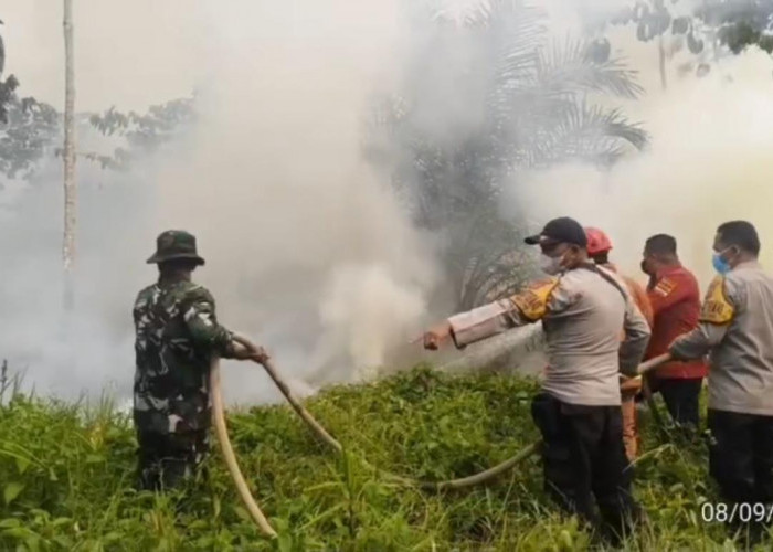7 Hektare Lahan Perkebunan Sawit dan Jabon di Batang Hari Terbakar