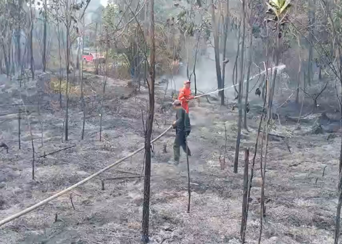 Polisi Selidiki Lima Kasus Kebakaran Hutan dan Lahan di Batanghari