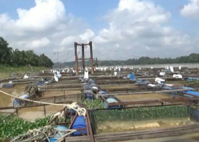 Puluhan Ribu Ikan Keramba di Desa Aro Batanghari Mati, Petani Ikan Merugi