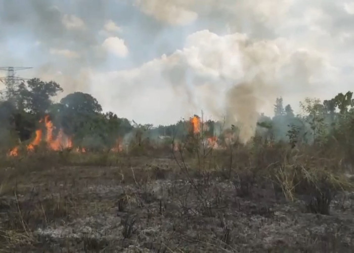 Lahan Kosong Seluas 1 Hektar Terbakar di Desa Bukit Baling