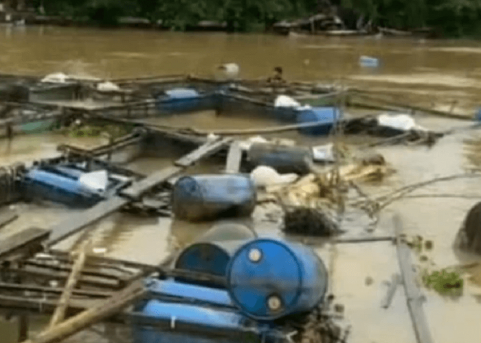 Ratusan Keramba Milik Warga Desa Olak Hanyut Disapu Banjir, Kerugian Capai Miliaran Rupiah