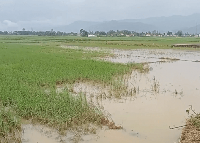 657 Hektar Sawah di Kabupaten Kerinci Tidak Bisa Digarap Akibat Banjir