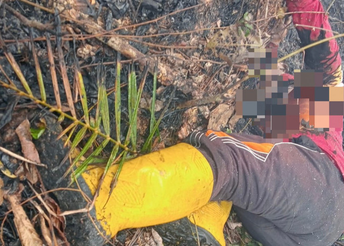 Seorang Warga Tebo Meninggal Dunia, Saat Padamkan Api Dikebunnya