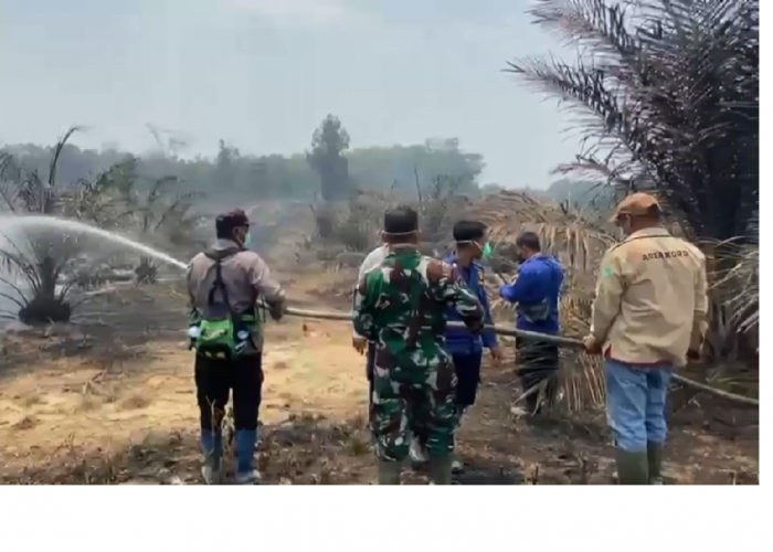 Kebakaran Lahan, Kebun Sawit Warga Terbakar, Api Mendekati Permukiman