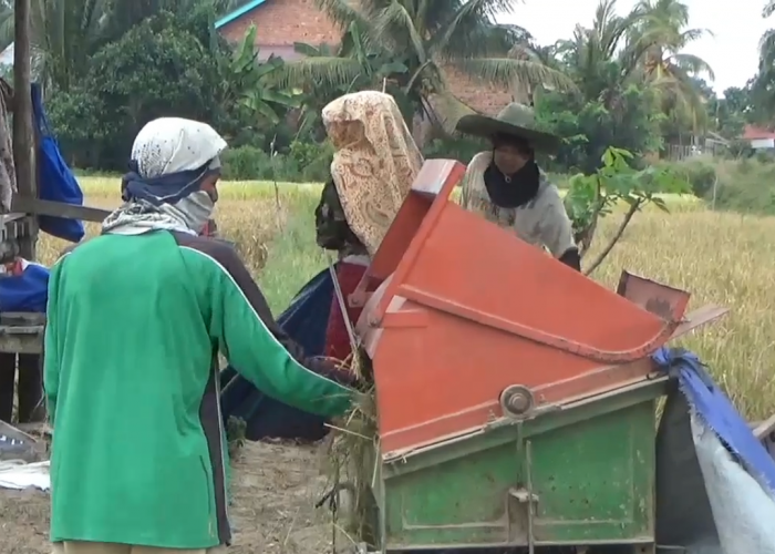 Harga Beras di Tingkat petani Kabupaten Muaro Jambi Melonjak