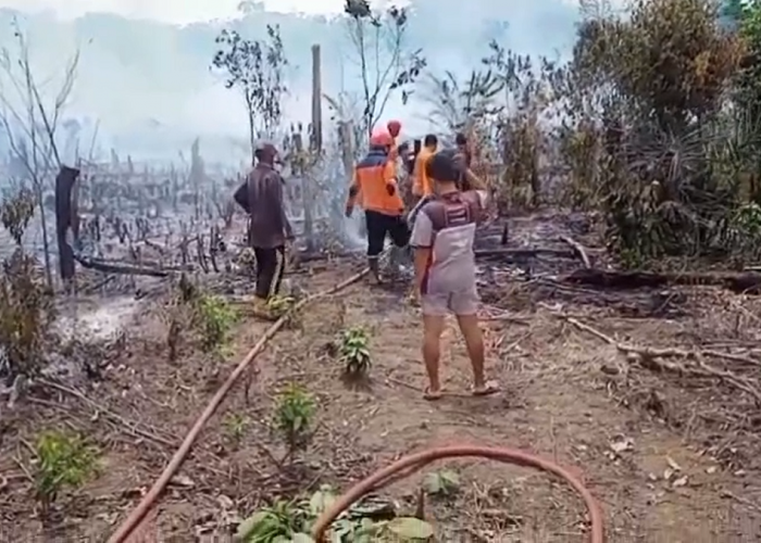 Kebakaran Hebat Terjadi di Tebo Tengah, Habiskan Kebun Warga Seluas 2,5 Hektar