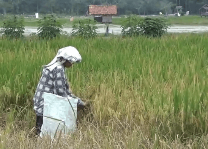 Puluhan Hektare Sawah di Muaro Jambi Kekeringan dan Rusak Diserang Hama