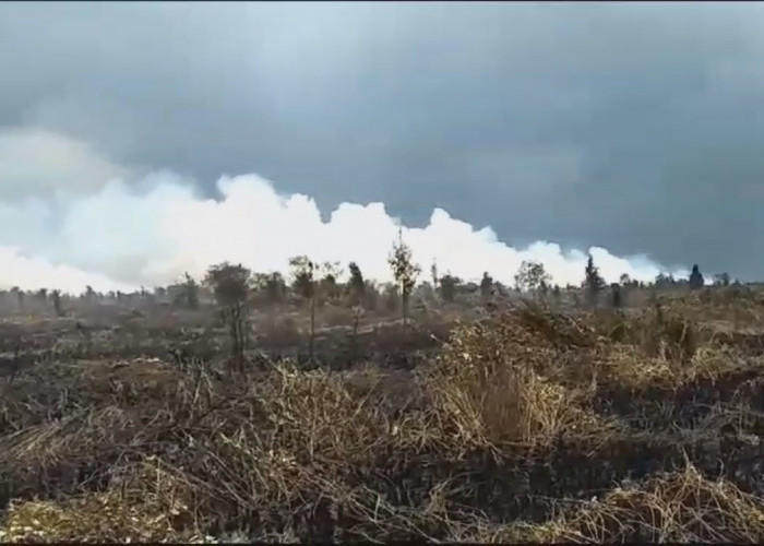 Kebakaran Lahan di Londerang Ternyata Hanguskan 100 Hektar